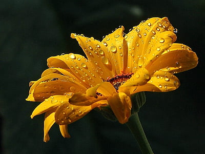 raindrops, daisy, drops, dew, water, landscapes, nature