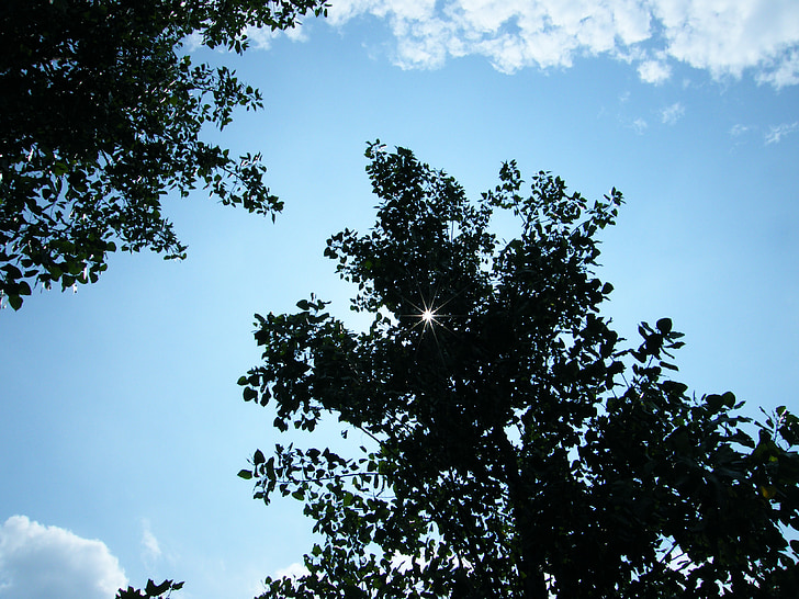het landschap, Woods, blauwe hemel