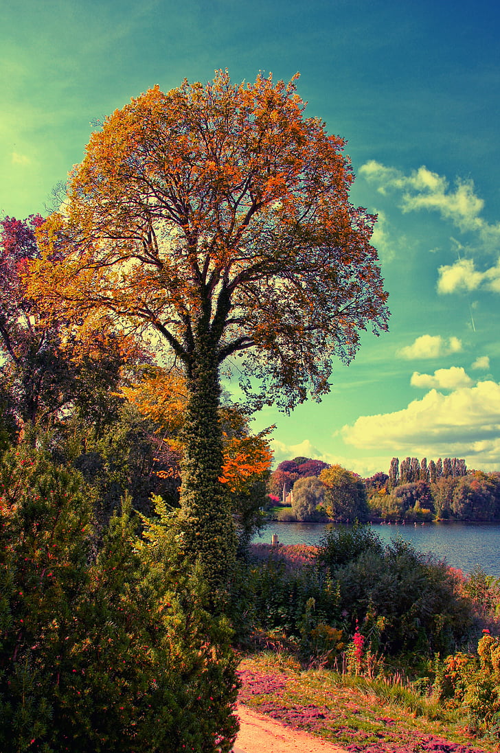 albero, Lago, distanza, natura, paesaggio, Banca, albero a foglie decidue