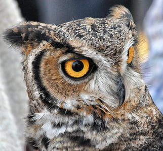 Owl, Đại công tước, Raptor, con chim, đôi mắt, động vật, động vật hoang dã
