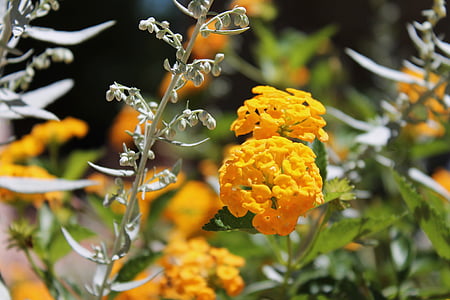 Κίτρινο, λουλούδι, floral, φύση, άνθος, Κήπος, το καλοκαίρι