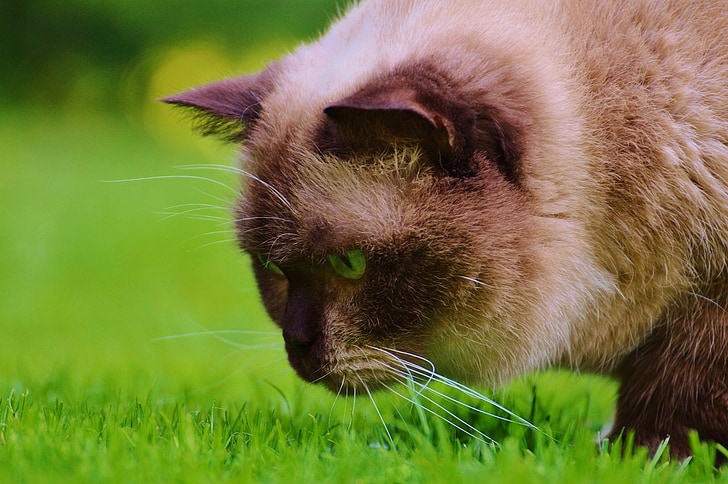 kissa, väijyvä, brittiläinen shorthair, Mieze, sininen silmä, täysiverinen, rakas