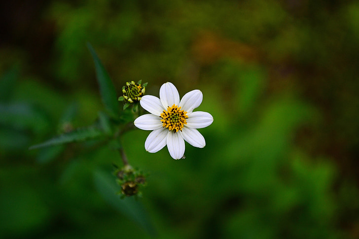 balta gėlė, gėlė, žiedų, augalija, laukinių gėlių, loolecondera, deltota