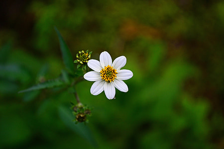 Bílý květ, květ, květ, vegetace, Wild flower, Loolecondera, deltota
