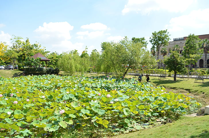 Lotus λιμνούλα, Ασιατικό Πανεπιστήμιο, μπλε μέρα, Baiyun, φύση
