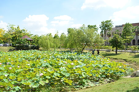 Lotus λιμνούλα, Ασιατικό Πανεπιστήμιο, μπλε μέρα, Baiyun, φύση