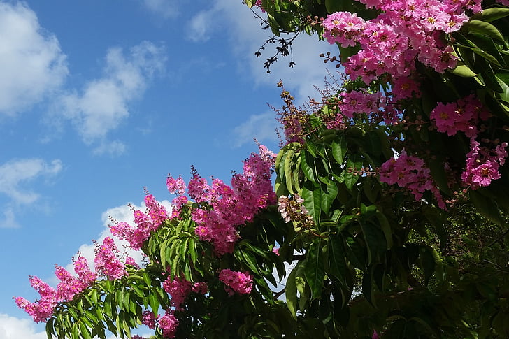 pink flower, tree, espumilla, indian lilac, jupiter tree, lagerstroemia indica, puerto rico