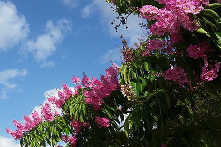flor rosa, árbol, Espumilla, lila India, árbol de Júpiter, Lagerstroemia indica, Puerto Rico