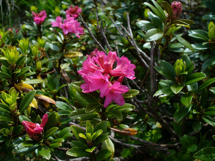 alpins roses, almenrausch, fleurs