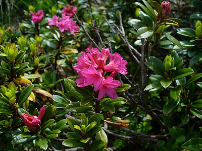 Rose Alpine, Almenrausch, fiori