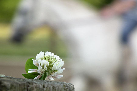 Πάουλ Κλέε, λευκό, άλογο, άνθος, άνθιση, δειγμένο λουλούδι, Κλείστε
