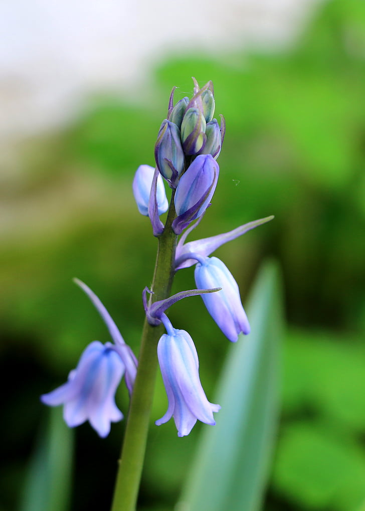 hyacinth, blomst, natur