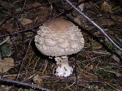 gljiva, šuma, priroda, sakupljanje gljiva, toksični, jesen