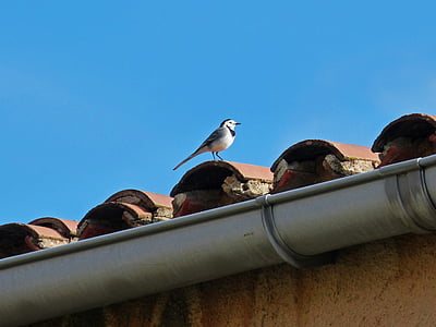 motacila alba, pastorella, bird, roof