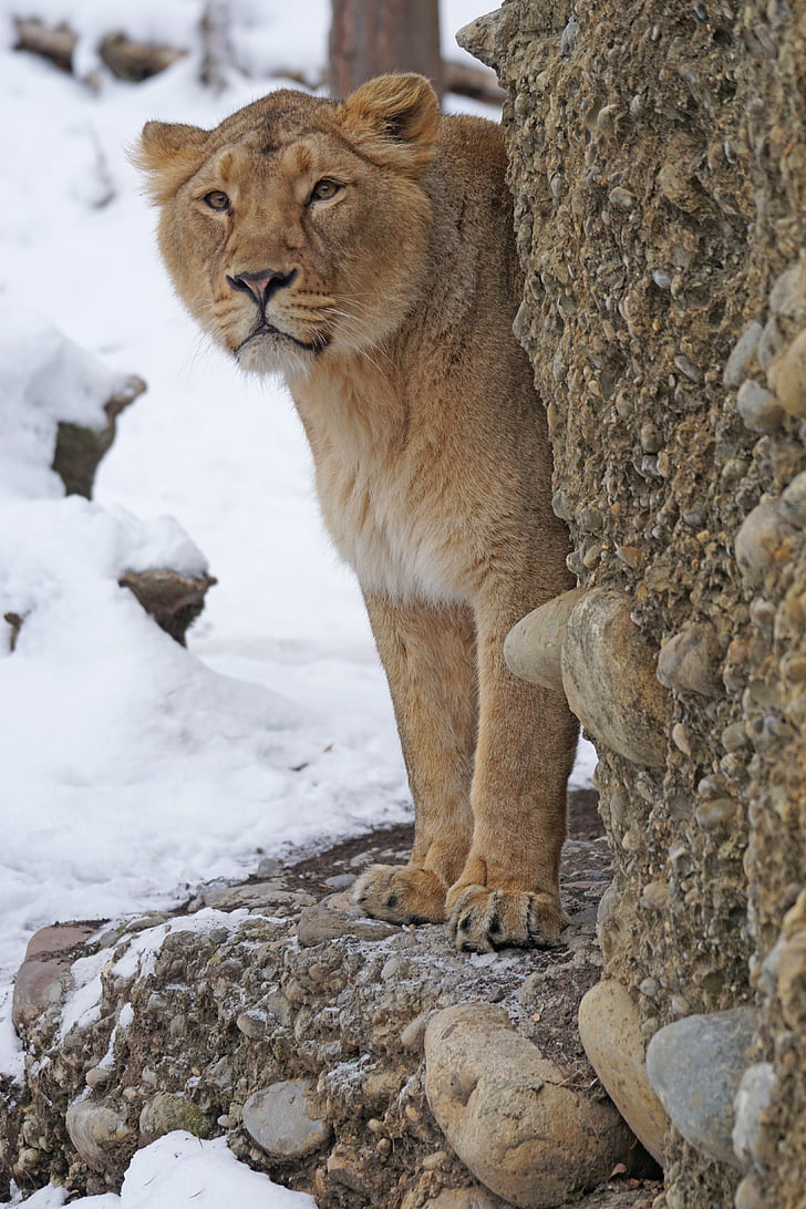 León, mujer, indio, depredador, gato grande, nieve, invierno