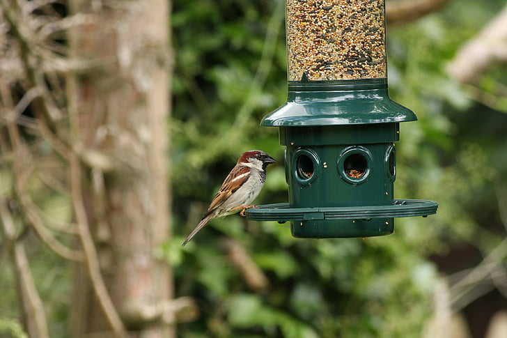 bird, birds, sparrow, feeder, feeding, nature