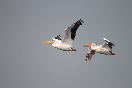 Пелікани, літати, Птахи, переважно в дельтах річок, політ, Північна Дакота, дикої природи