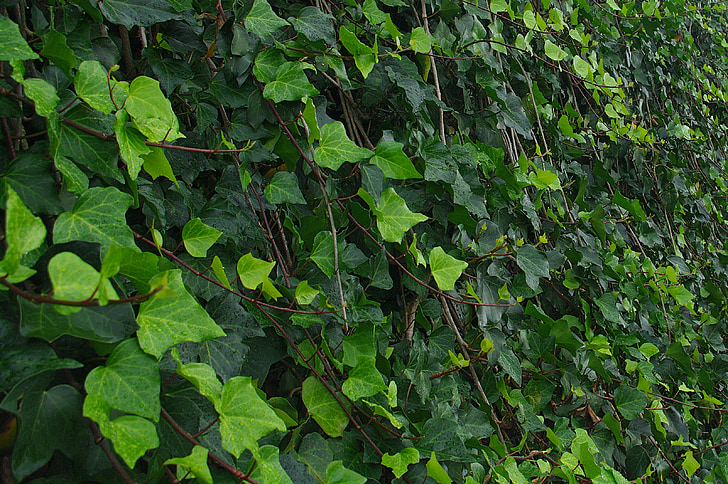 ivy, green leaves, plant, nature, foliage, garden, decoration