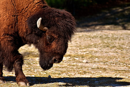 Bison, βόειο κρέας, κερασφόρος, κέρατα, ζώο, Ζωικός κόσμος, φωτογραφία άγριας φύσης