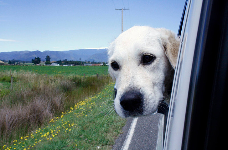 hund, blå himmel, bil
