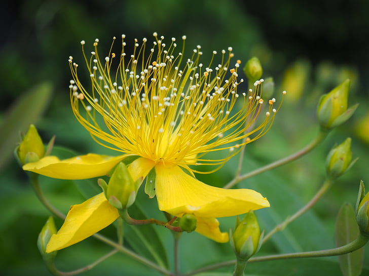 biyouyanagi, biyoyanagi, flowers, plant, yellow flowers