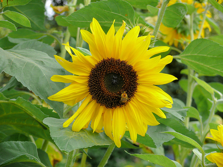 sunflower, yellow, bloom, in bloom, bee, nectar, collector