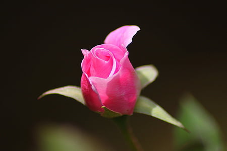 Rosa, Blütenblatt, stieg, Blume, Floral, Anlage, natürliche