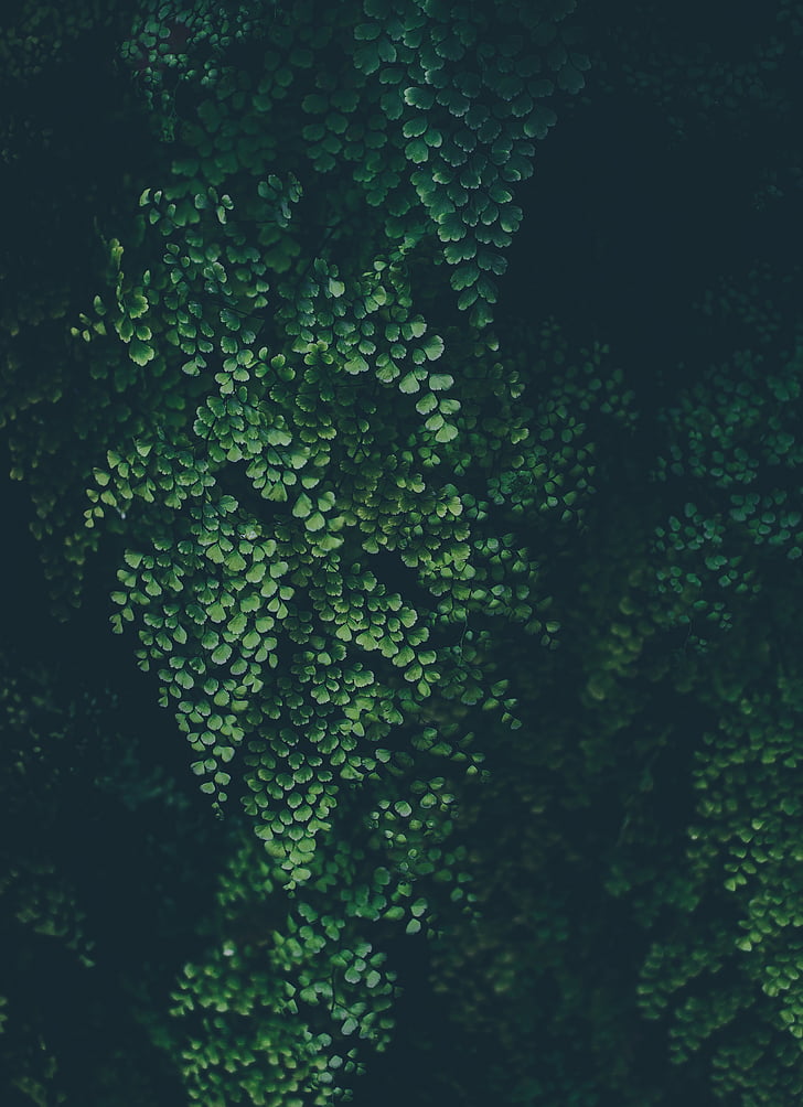 green, leaf, plant, nature, dark, green color, growth