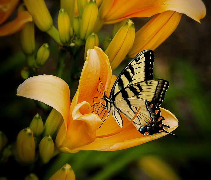 kupu-kupu, Close-up, bunga, serangga, makro, alam, Swallowtail