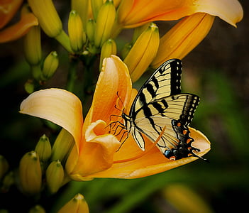 蝴蝶, 特写, 花, 昆虫, 宏观, 自然, 燕尾
