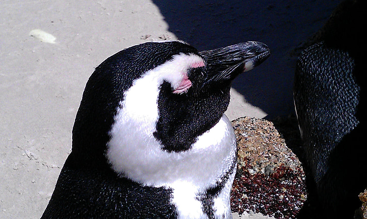 Dél-Afrika, Boulders beach, pingvin, Holiday, állat, madár, állatkert