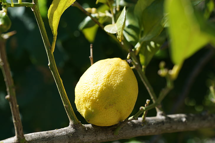 лимон, цитрусови плодове, дърво, цитрусови плодове, Средиземно море