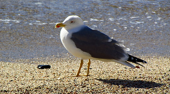 Seagull, vogel, dier, strand, zee, zand, Costa brava