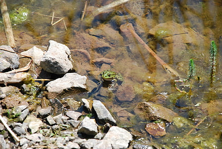 лягушка, воды, Природа, животное, амфибия, пруд, Зеленая лягушка