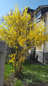 rumena, Bush, v na, cvet, hiša, na prostem, drevo