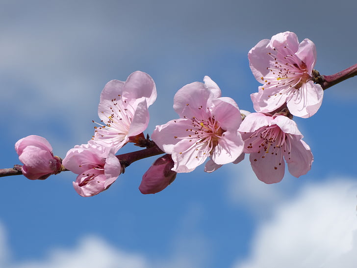 квіти, квітковий відділення, плодове дерево, Весна, florir, квітка, рожевий колір