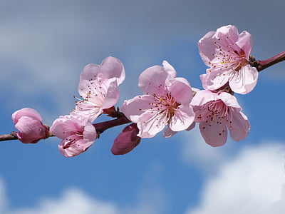 花, 绚丽的分支, 果树, 春天, florir, 花, 粉红色的颜色