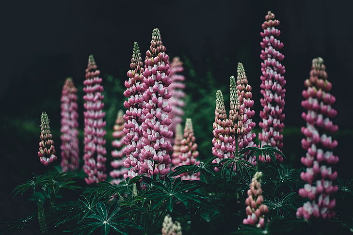 photo, purple, cone, shaped, flower, plant, nature