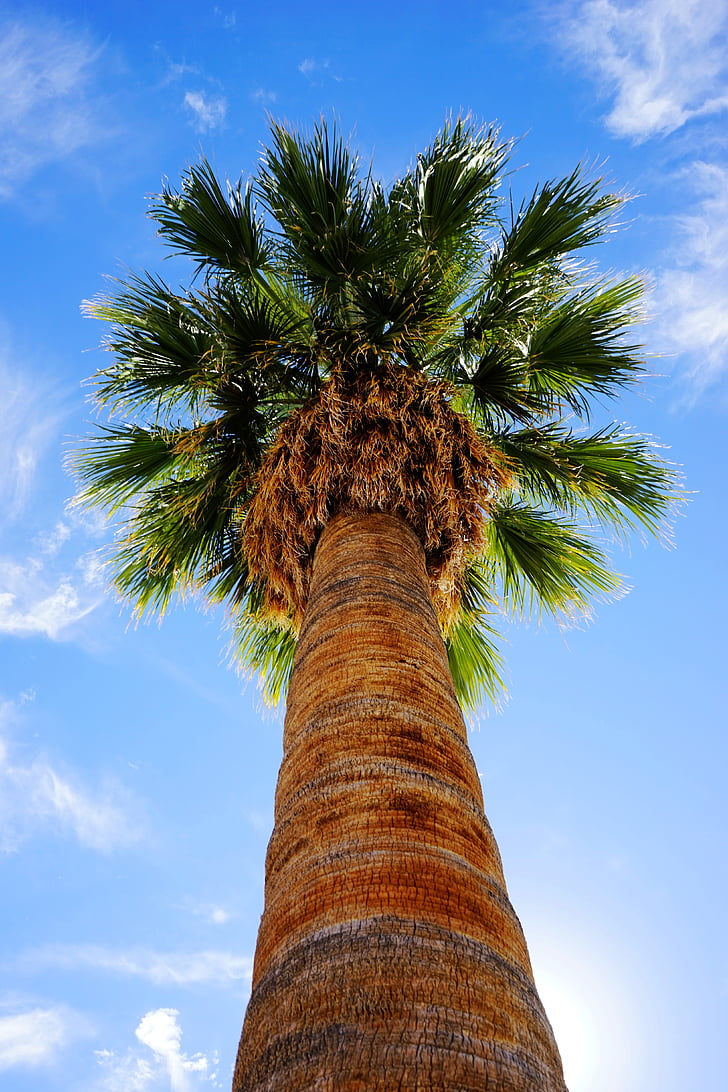 palmy, Latem, Sunshine, niebo, czas letni, Architektura, drzewo