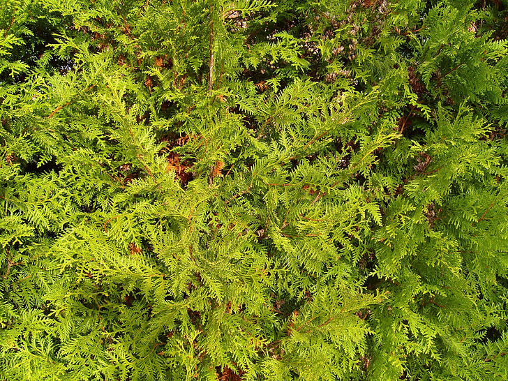 textura, cornifer, verde, abeto vermelho, conífera, árvores, plantas