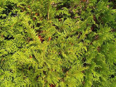 textura, cornifer, zelená, Smrk, jehličnatý, stromy, rostliny