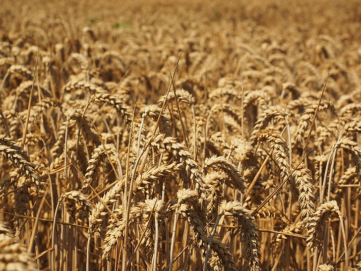 pšenica, Spike, obilniny, zrno, pole, pšeničné polia, kukuričnom poli