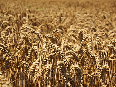 wheat, spike, cereals, grain, field, wheat field, cornfield