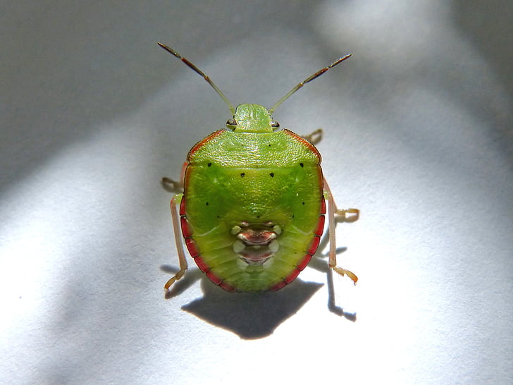 green prasina, i pentatomid, bug hedionda, bernat pudent, bug, plague