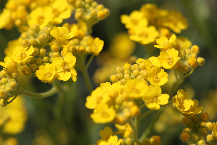 χρυσό βερνίκι, Χρυσόσκονη, πέτρα βότανο, λουλούδι, Κίτρινο, κίτρινο λουλούδι, φυτό