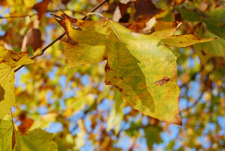 listy, jeseň, žltá, strom, farby, hnedá, Leaf