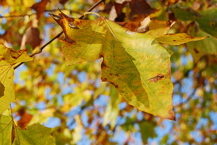 φύλλα, το φθινόπωρο, Κίτρινο, δέντρο, χρώματα, καφέ, φύλλο