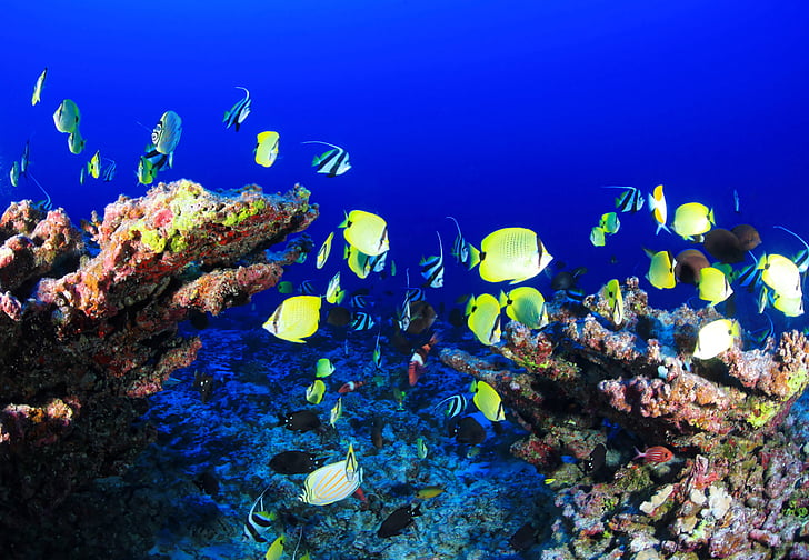 koraļļu rifu, dziļi rifa, zivis, okeāns, zemūdens, koraļļu, zila