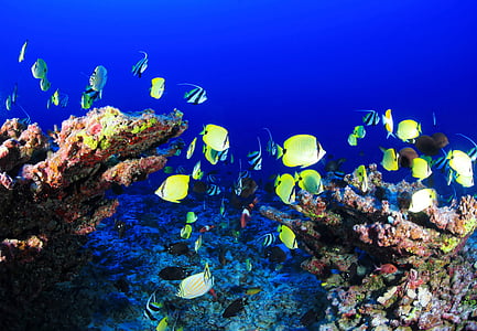 Coral reef, Deep reef, Fisch, Ozean, Unterwasser, Koralle, Blau