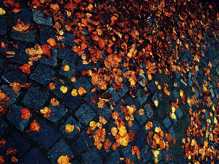 листа, Есен, калдъръм, павета, път, земята
